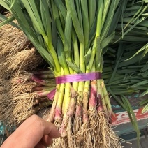 精品大棚蒜苗万亩蒜苗基地产地直发供应全国各大市场