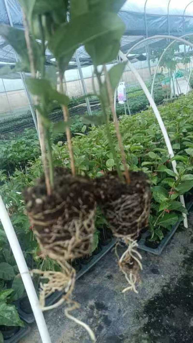 广西精品钦蜜九号黄金百香果苗新鲜种苗水果苗全部现货