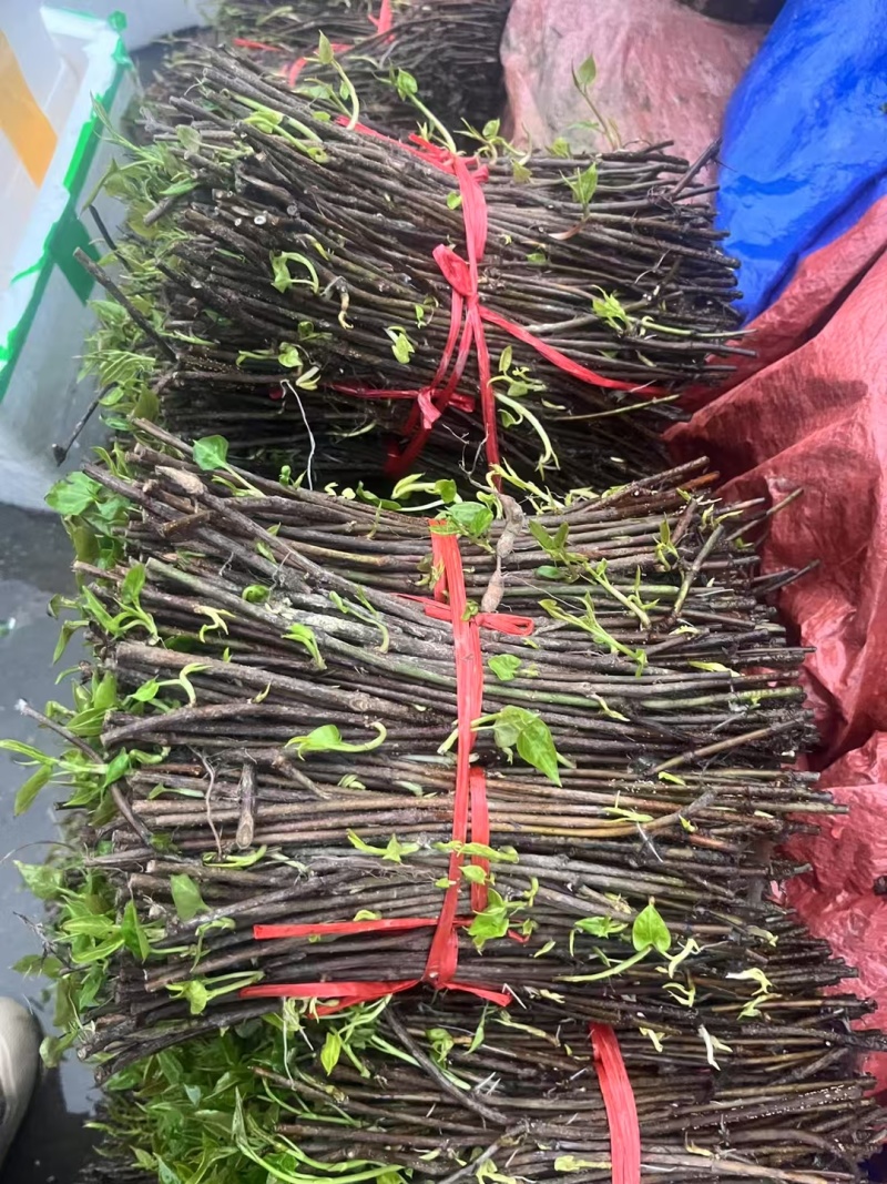 何首乌苗，何首乌扦插苗，药材种苗基地压枝苗