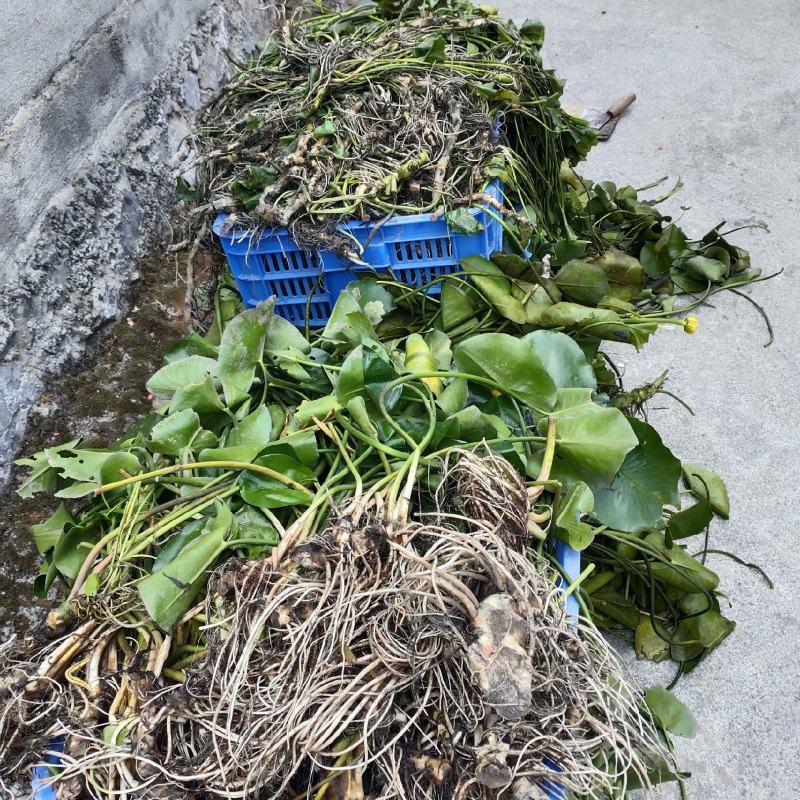 水生植物萍逢草，萍逢草苗，别名黄金莲，萍逢莲，