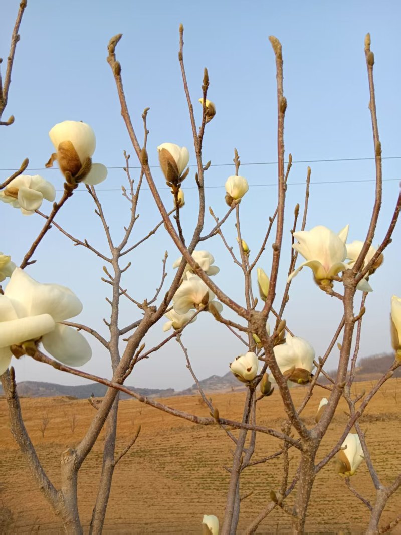 本人有100多棵玉兰树，现以全部都开花了，粗度在3-10