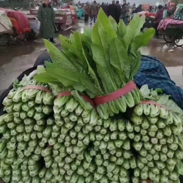 油麦菜新鲜蔬菜口感佳对接市场商超欢迎各地老板联系