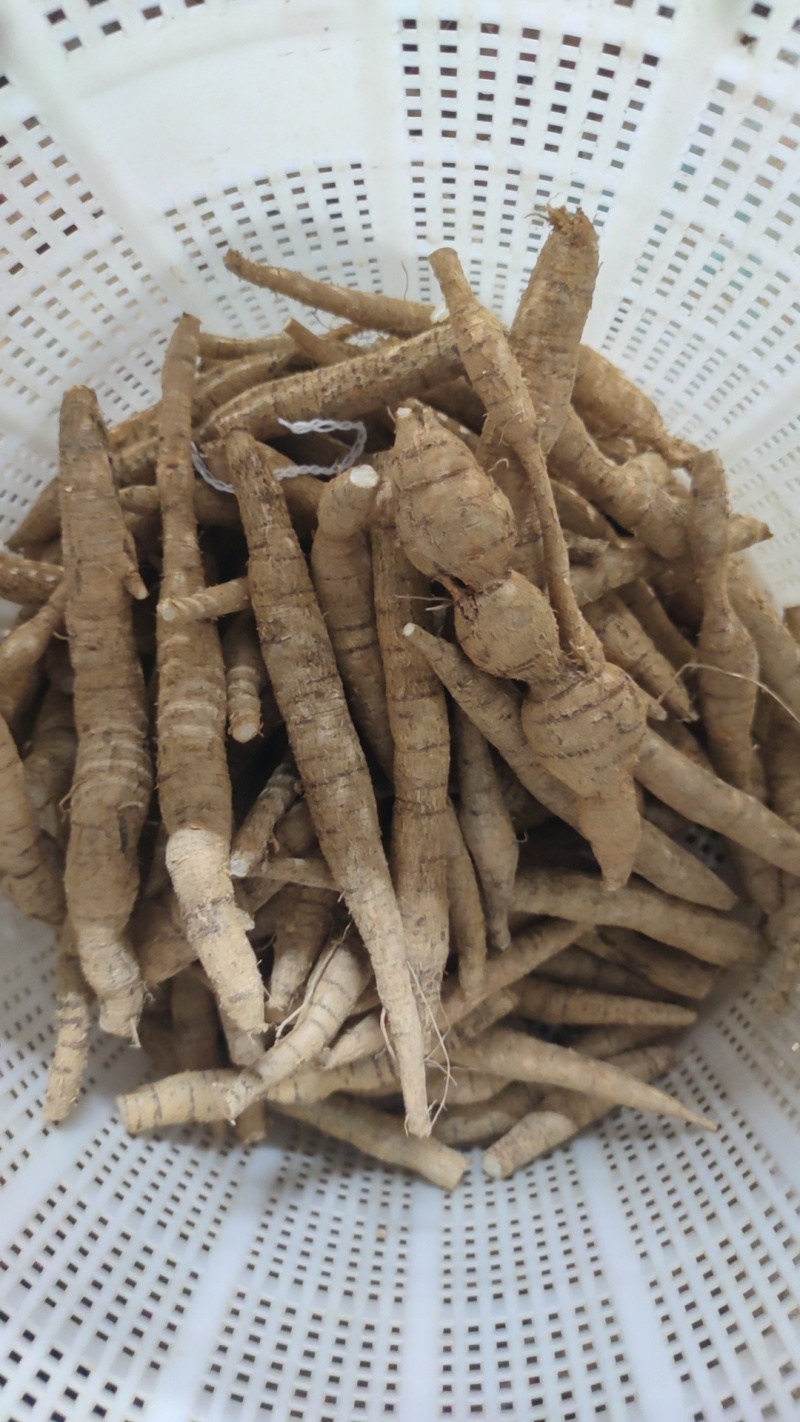 牛大力瓜子牛