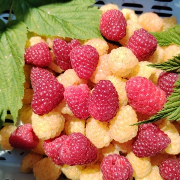 双季红树莓黄树莓黑树莓黑莓苗当年结果精选种苗