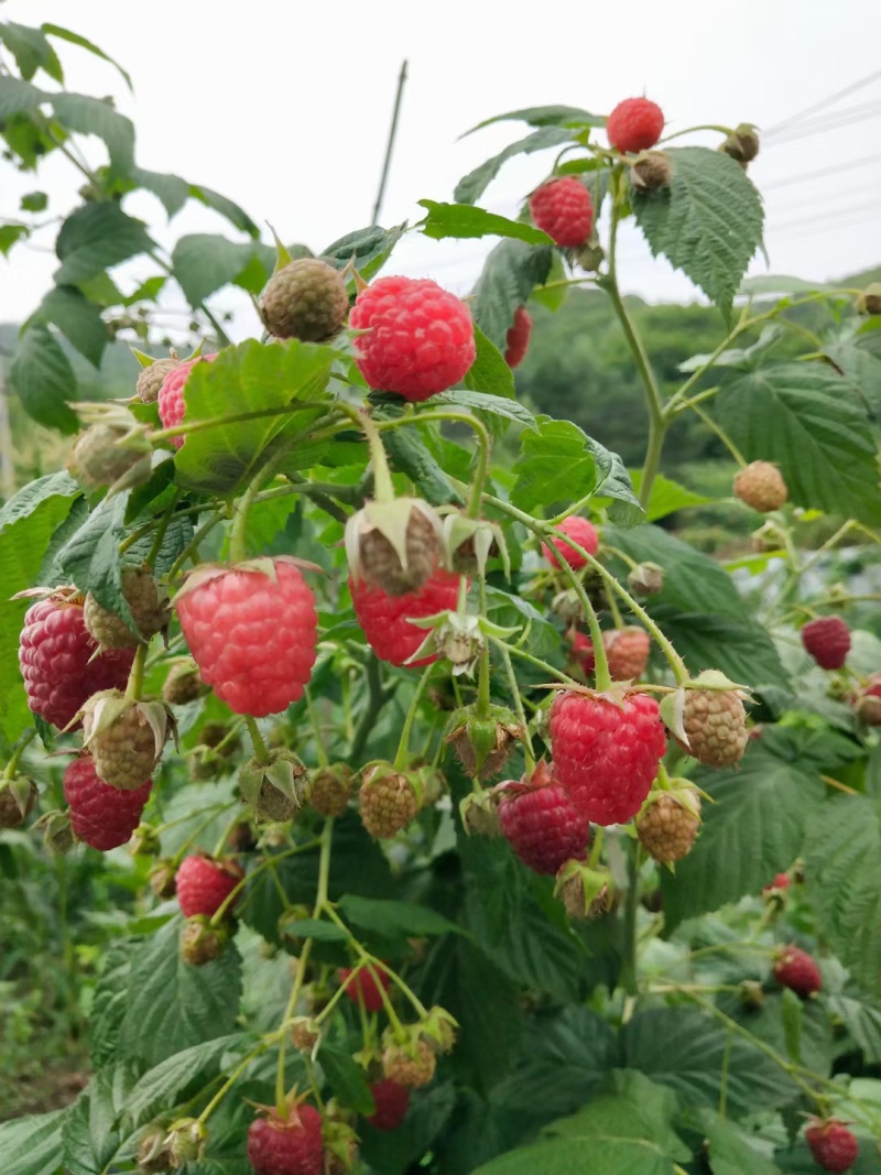 双季红树莓黄树莓黑树莓黑莓苗当年结果精选种苗