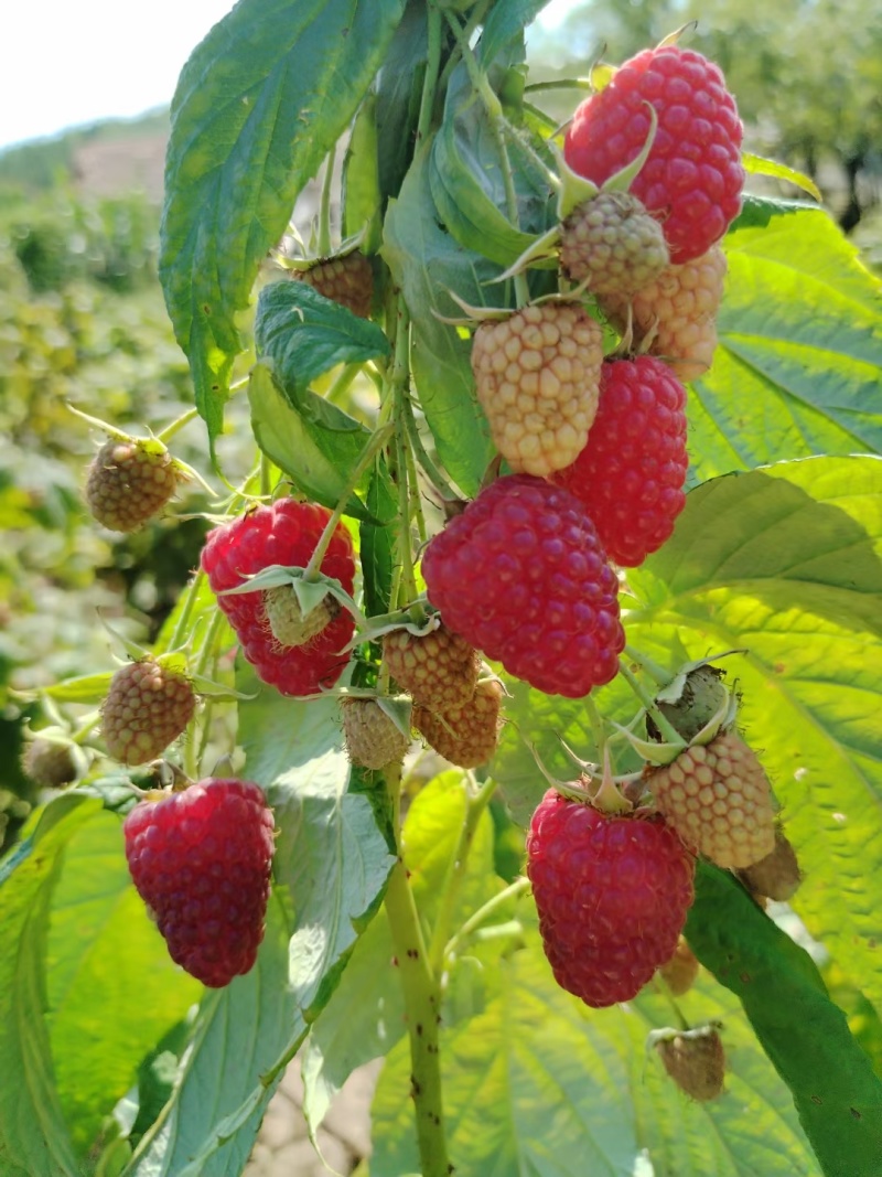 双季红树莓黄树莓黑树莓黑莓苗当年结果精选种苗