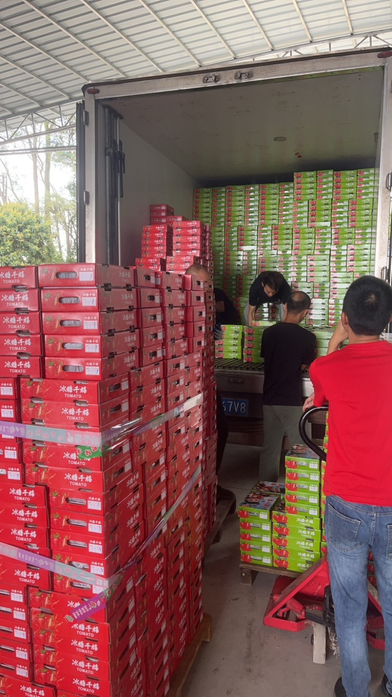 广东电白千禧圣女果基地直供商超电商批发市场小区团购