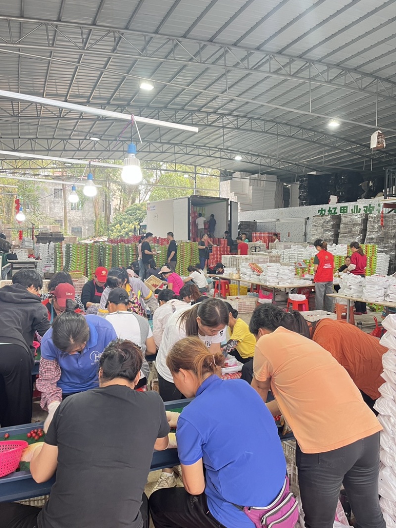 广东电白千禧圣女果基地直供商超电商批发市场小区团购