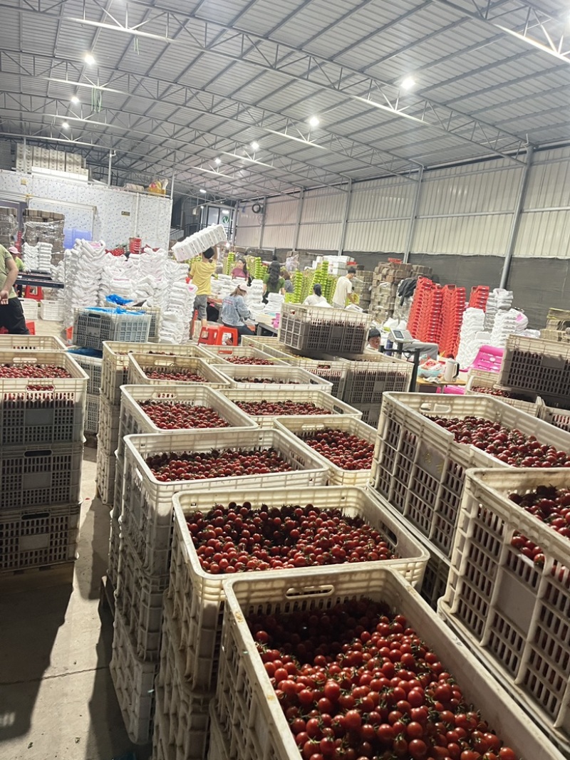 广东电白千禧圣女果基地直供商超电商批发市场小区团购
