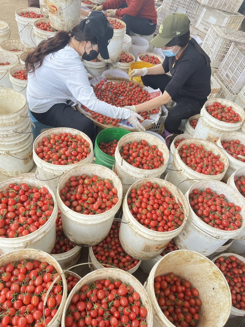 广东电白千禧圣女果基地直供商超电商批发市场小区团购