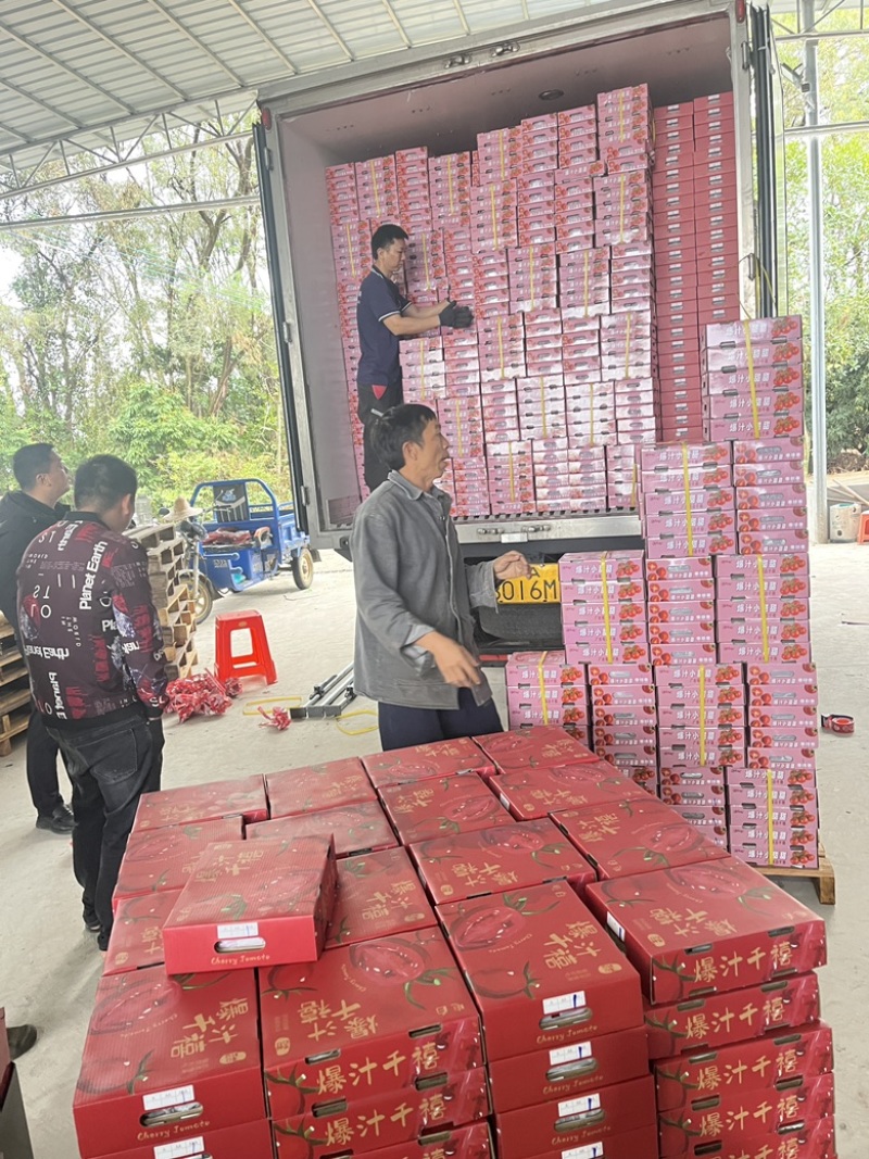 广东电白千禧圣女果产地一手新鲜货源口感好甜度高