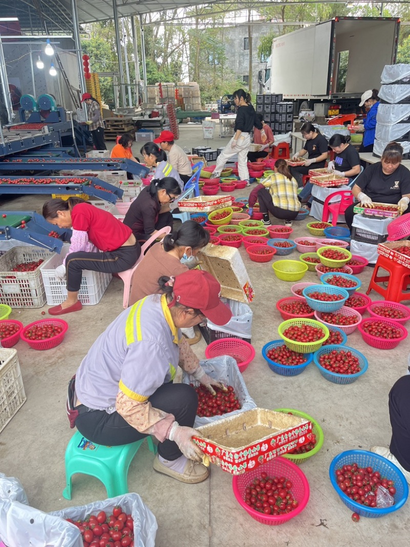 广东电白千禧圣女果产地一手新鲜货源口感好甜度高