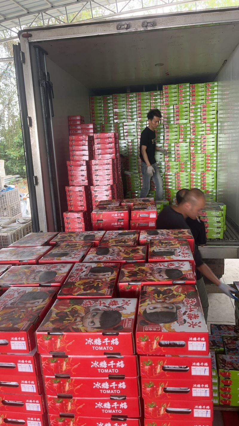 电白千禧圣女果基地直供品质保障口感好甜度高