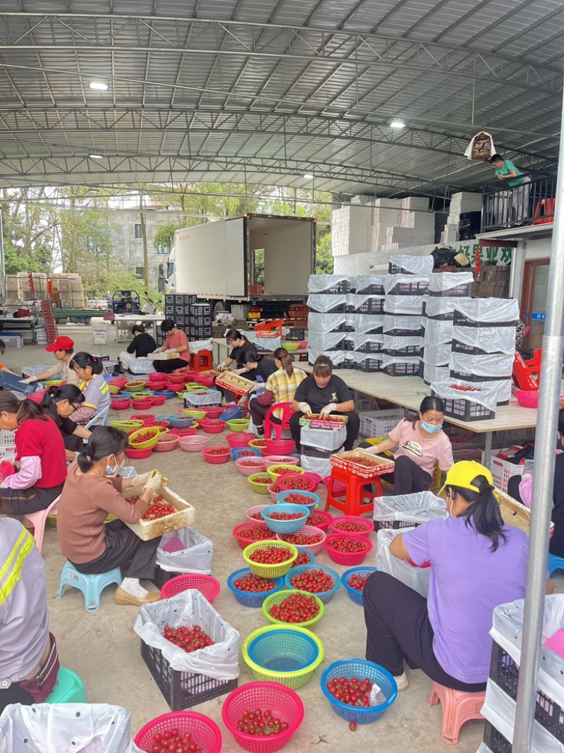 电白千禧圣女果基地直供品质保障口感好甜度高