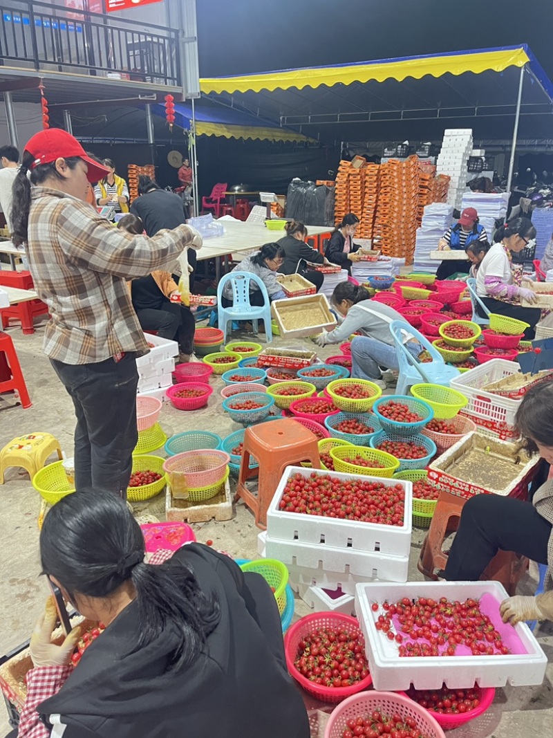 电白千禧圣女果基地直供品质保障口感好甜度高