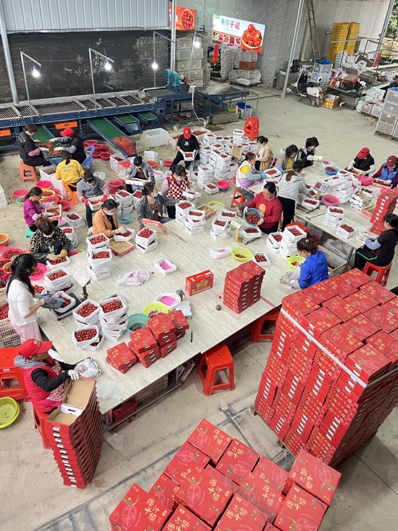 电白千禧圣女果基地直供品质保障口感好甜度高