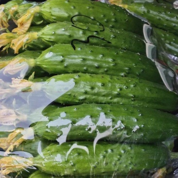 黄瓜