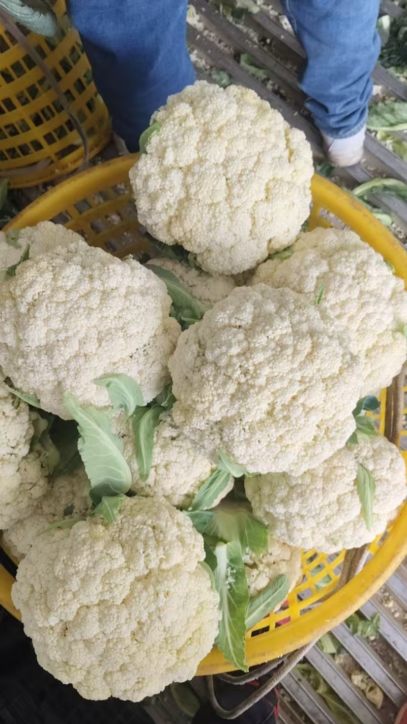 精选花菜，有机花菜，白面青梗松花，大量上市，产地直发大量