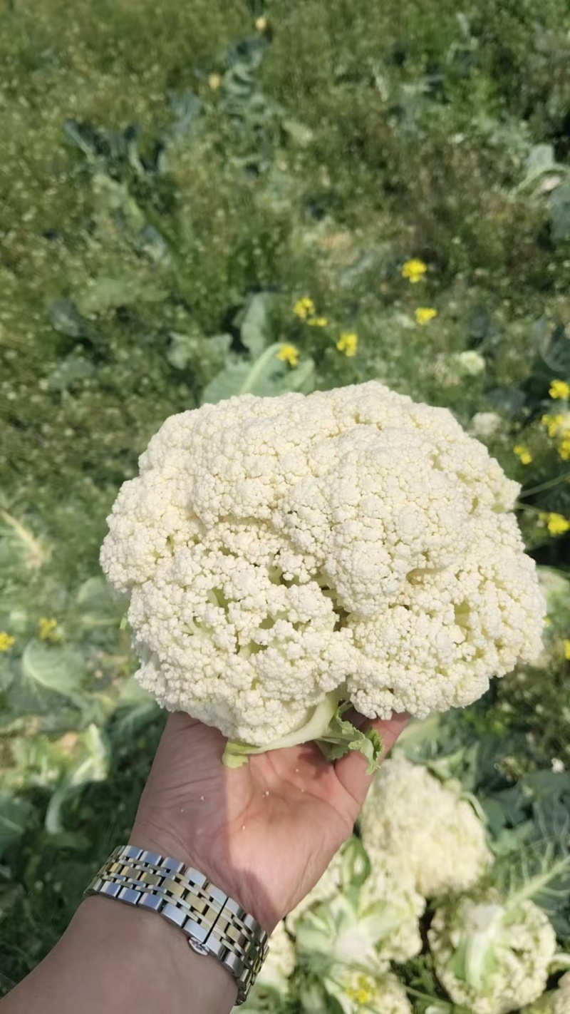 精选花菜，有机花菜，白面青梗松花，大量上市，产地直发大量
