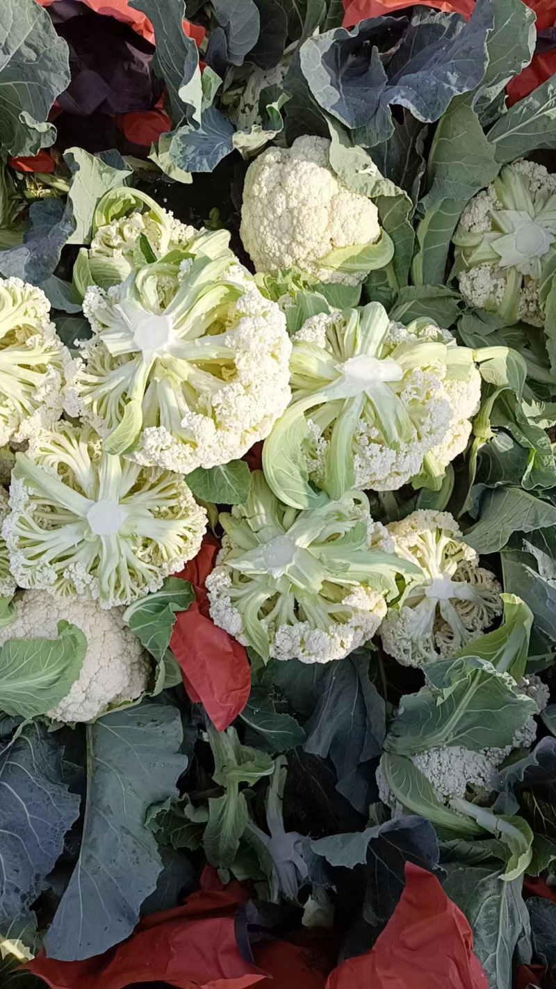 精选花菜，有机花菜，白面青梗松花，大量上市，产地直发大量