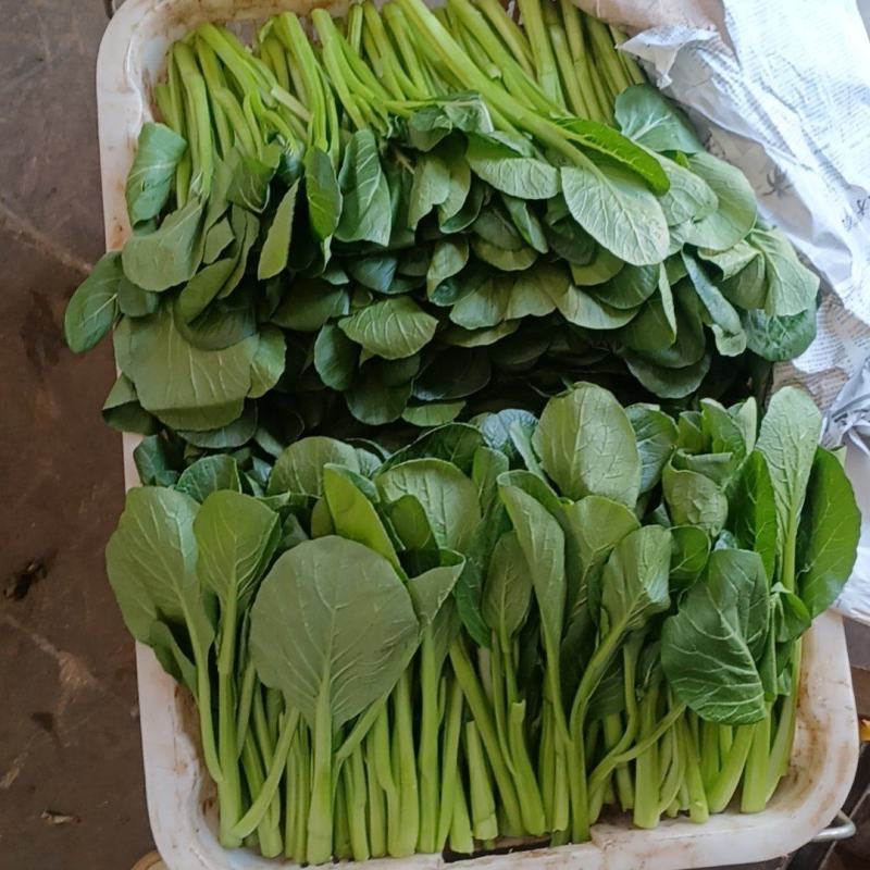菜心