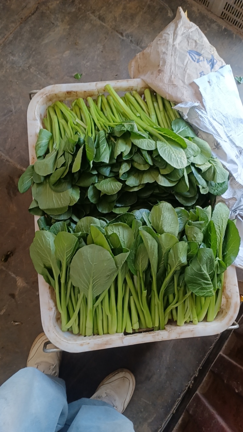 菜心
