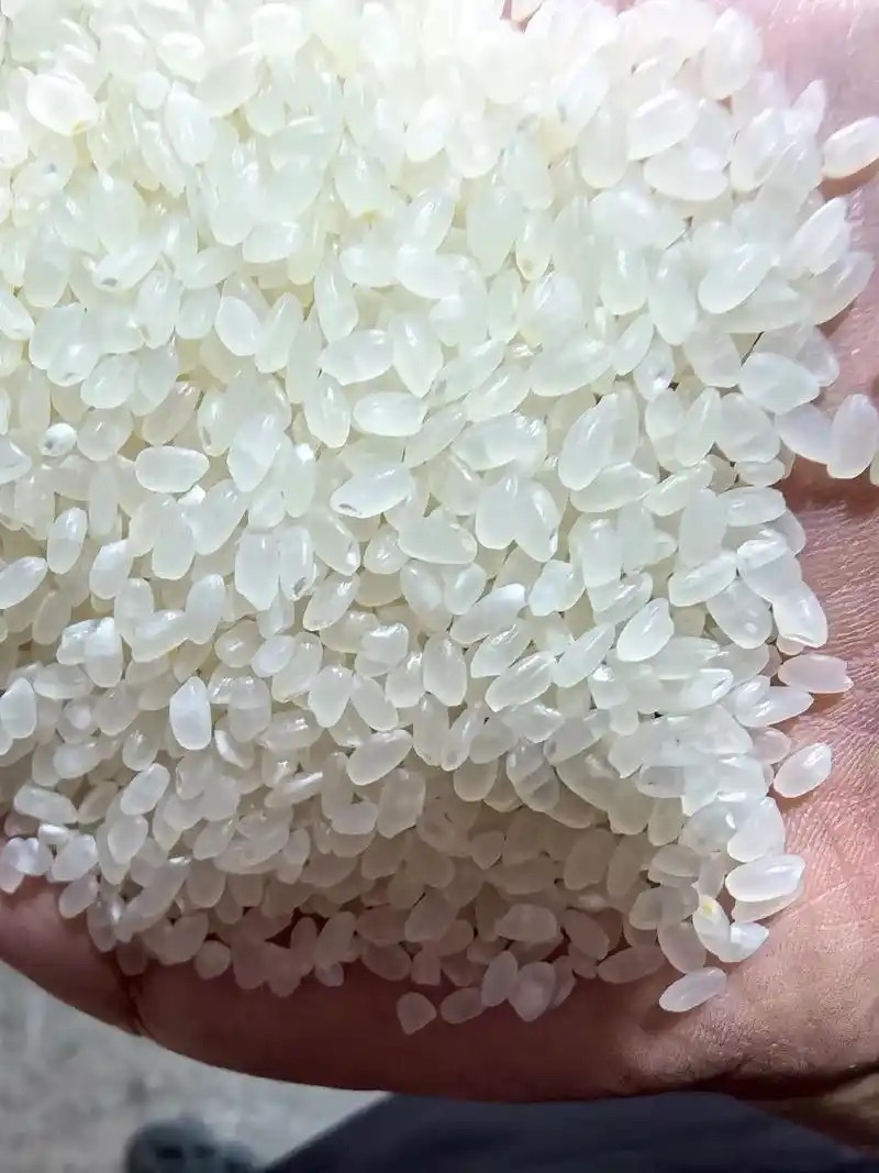 黑龙江珍珠米，圆粒大米品质保证支持视频看货欢迎来电