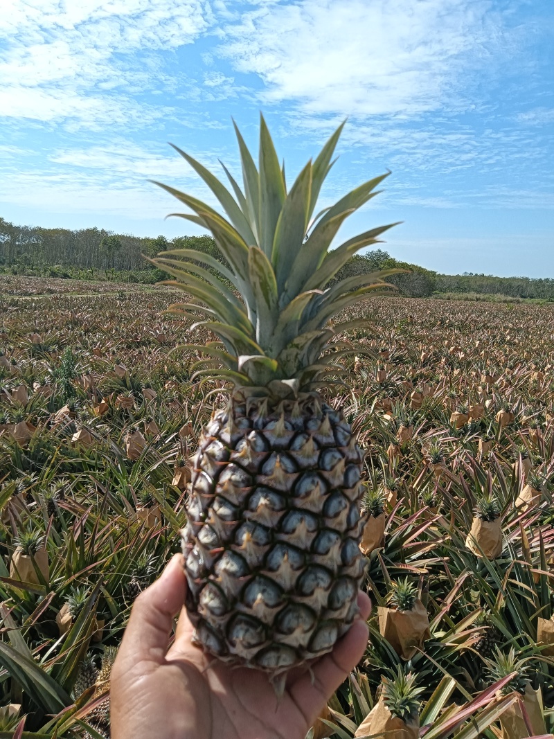 海南凤梨4-5-6月份开始大量供应