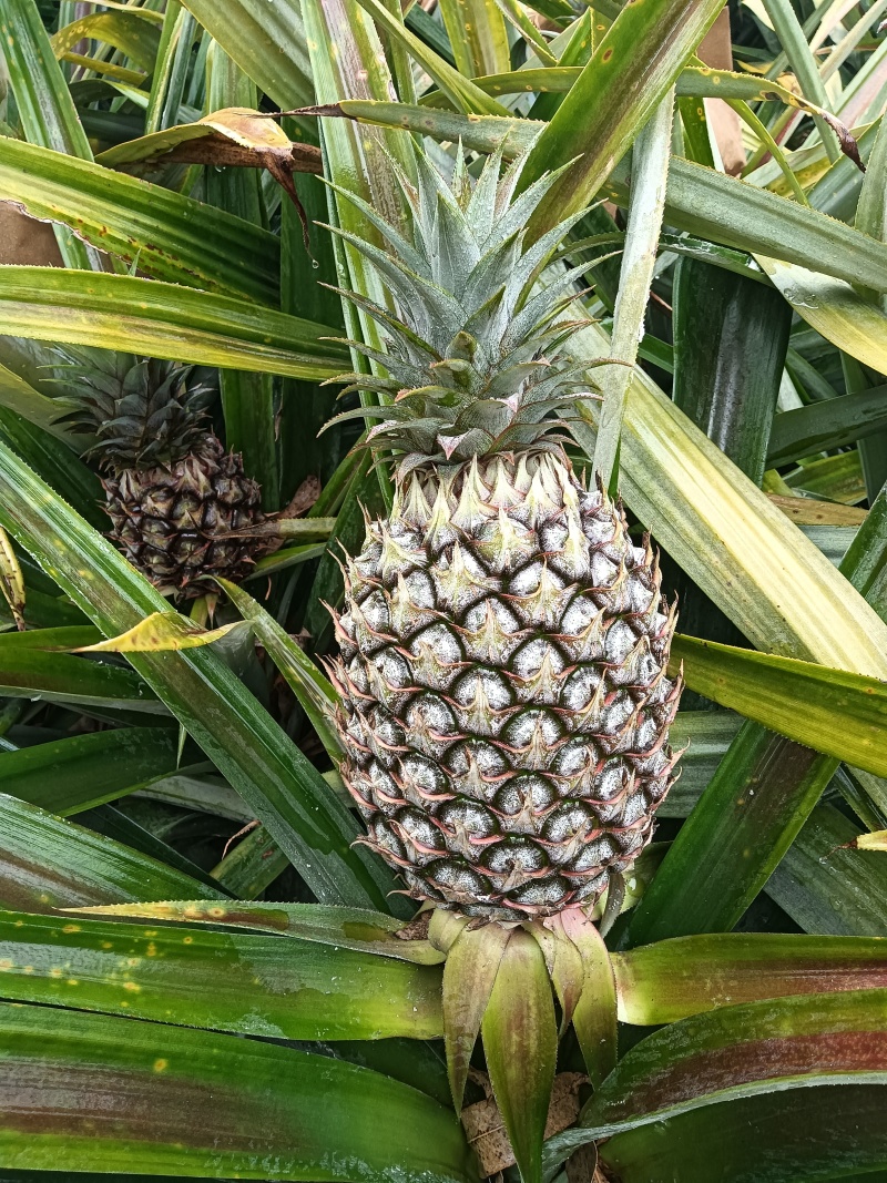海南凤梨4-5-6月份开始大量供应