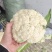花菜，有机花菜，散花，松花，白面青梗，基地直销，大量供应