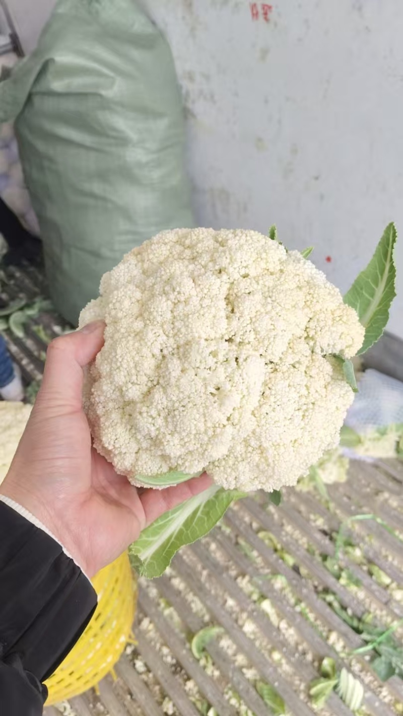 花菜，有机花菜，散花，松花，白面青梗，基地直销，大量供应