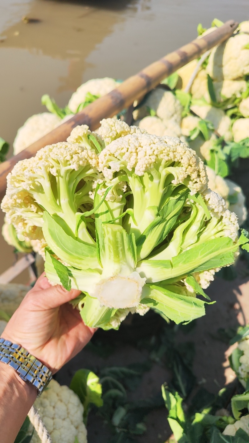 花菜，有机花菜，散花，松花，白面青梗，基地直销，大量供应