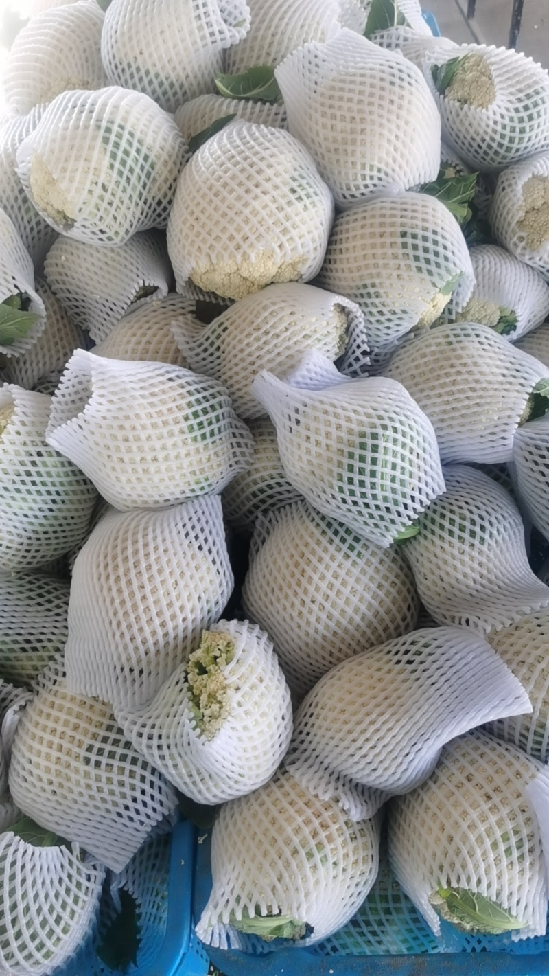 花菜，有机花菜，散花，松花，白面青梗，基地直销，大量供应