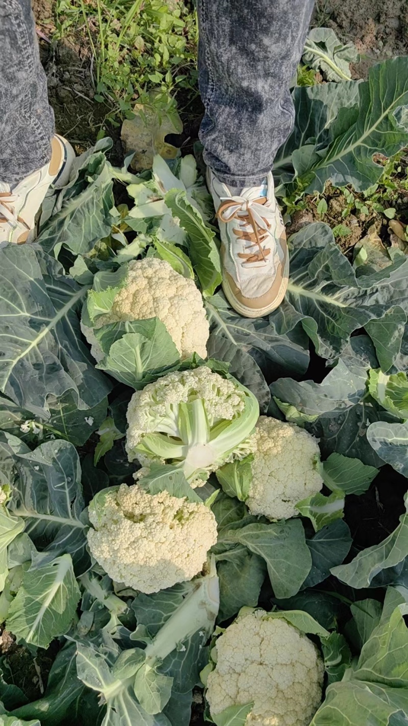 花菜，有机花菜，散花，松花，白面青梗，基地直销，大量供应