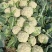 花菜，有机花菜，散花，松花，白面青梗，基地直销，大量供应