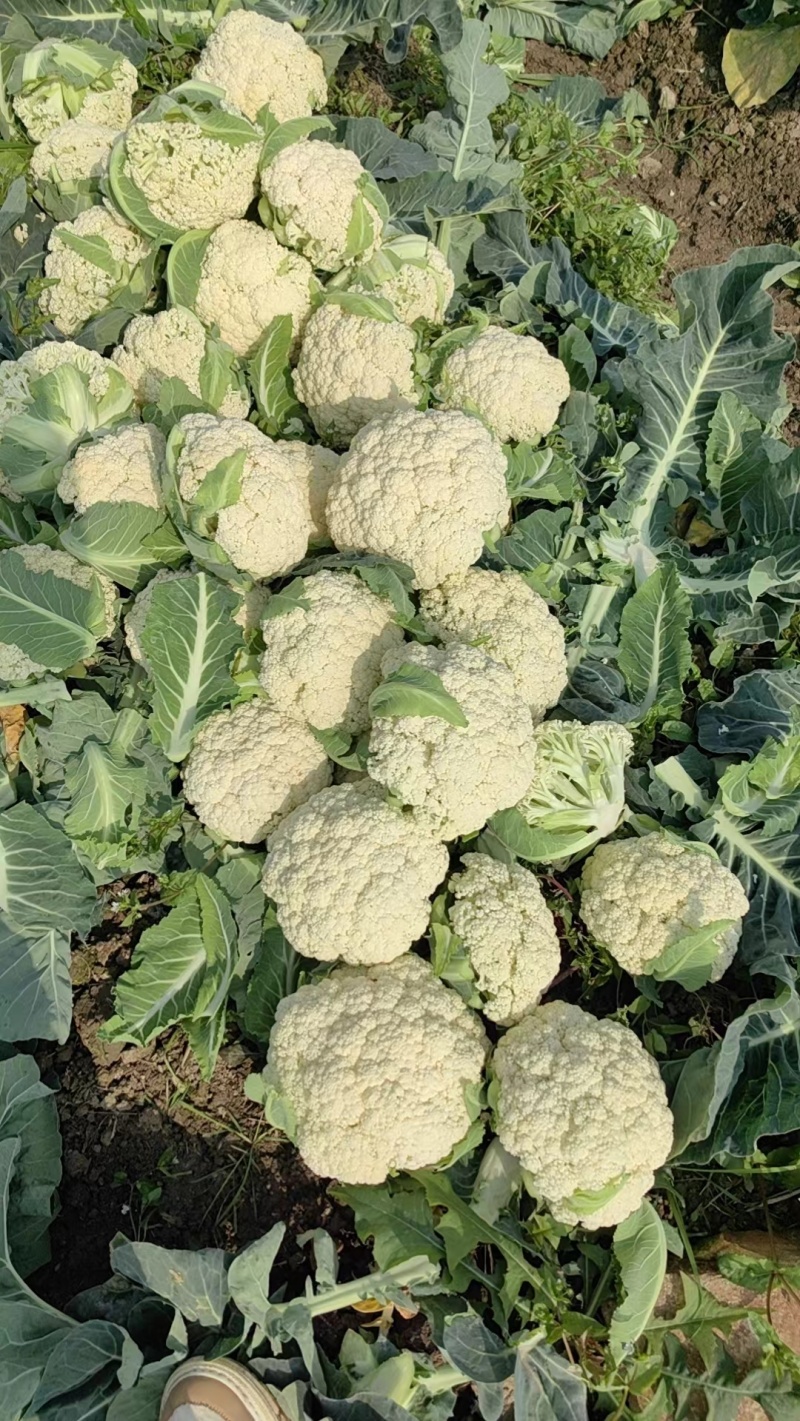 花菜，有机花菜，散花，松花，白面青梗，基地直销，大量供应