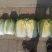 河南新鲜大白菜/包心菜黄心大白菜/大量供应/对接全国