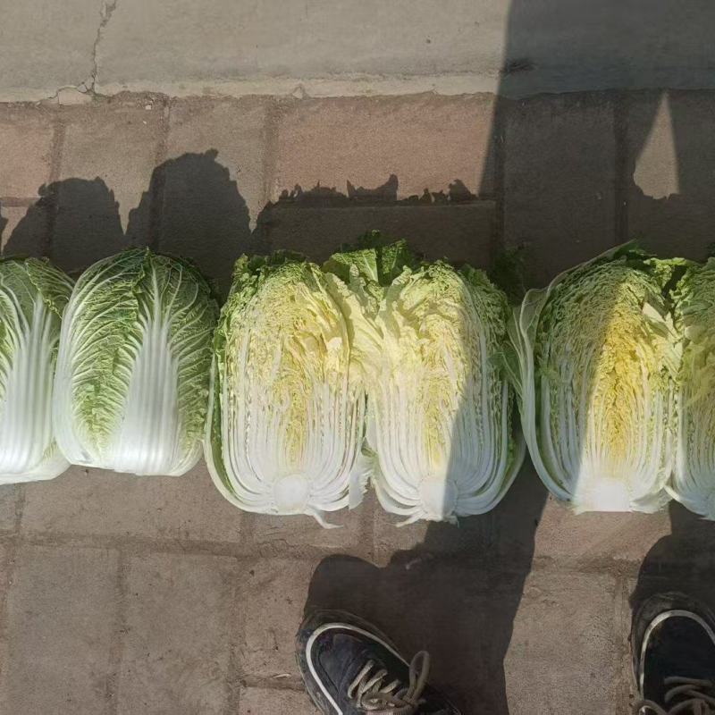 河南新鲜大白菜/包心菜黄心大白菜/大量供应/对接全国
