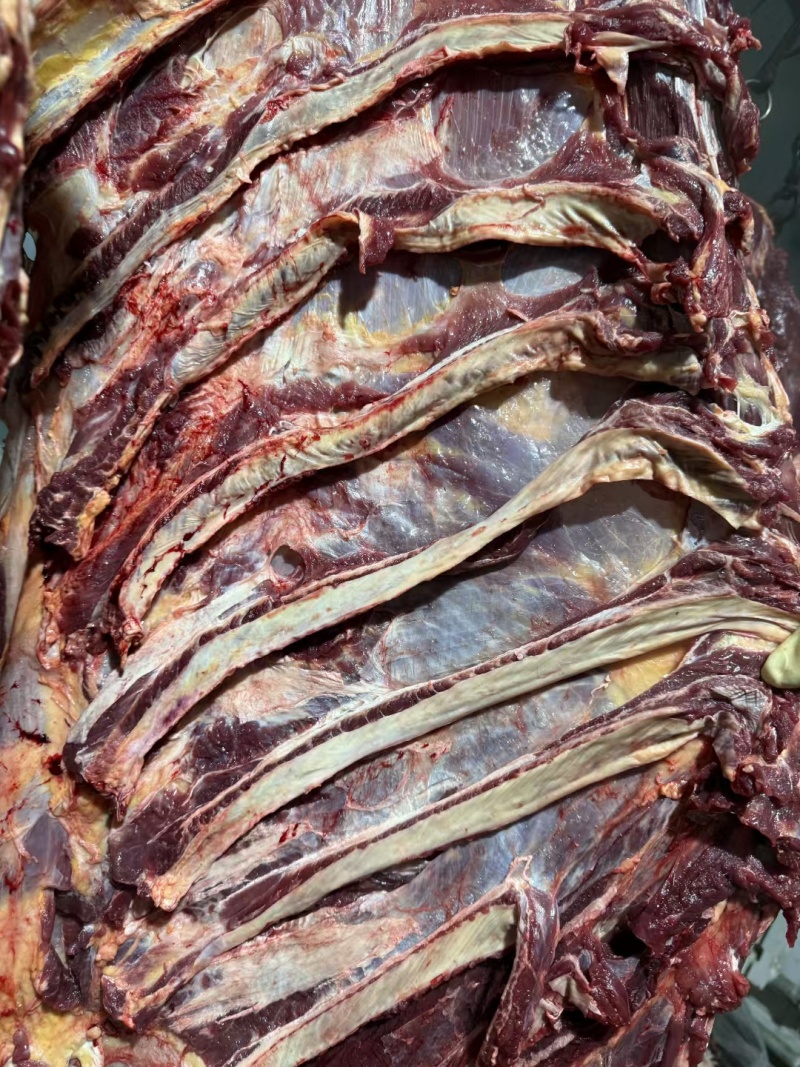 牛肉冻牛肉四分体精修去油纯干牛前牛后源头厂家直供