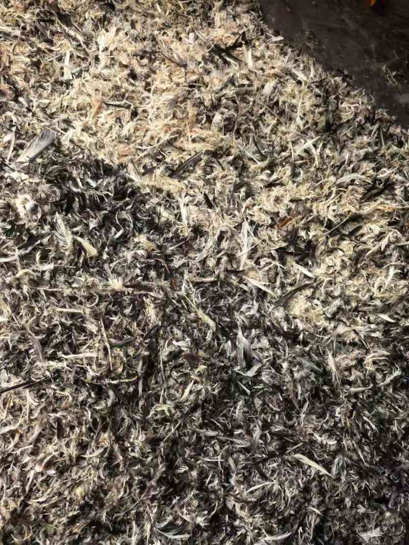 贵州黔东南一手货源鸭毛，货源充足对接全国市场量大从优