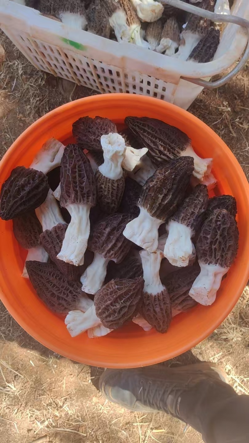 羊肚菌