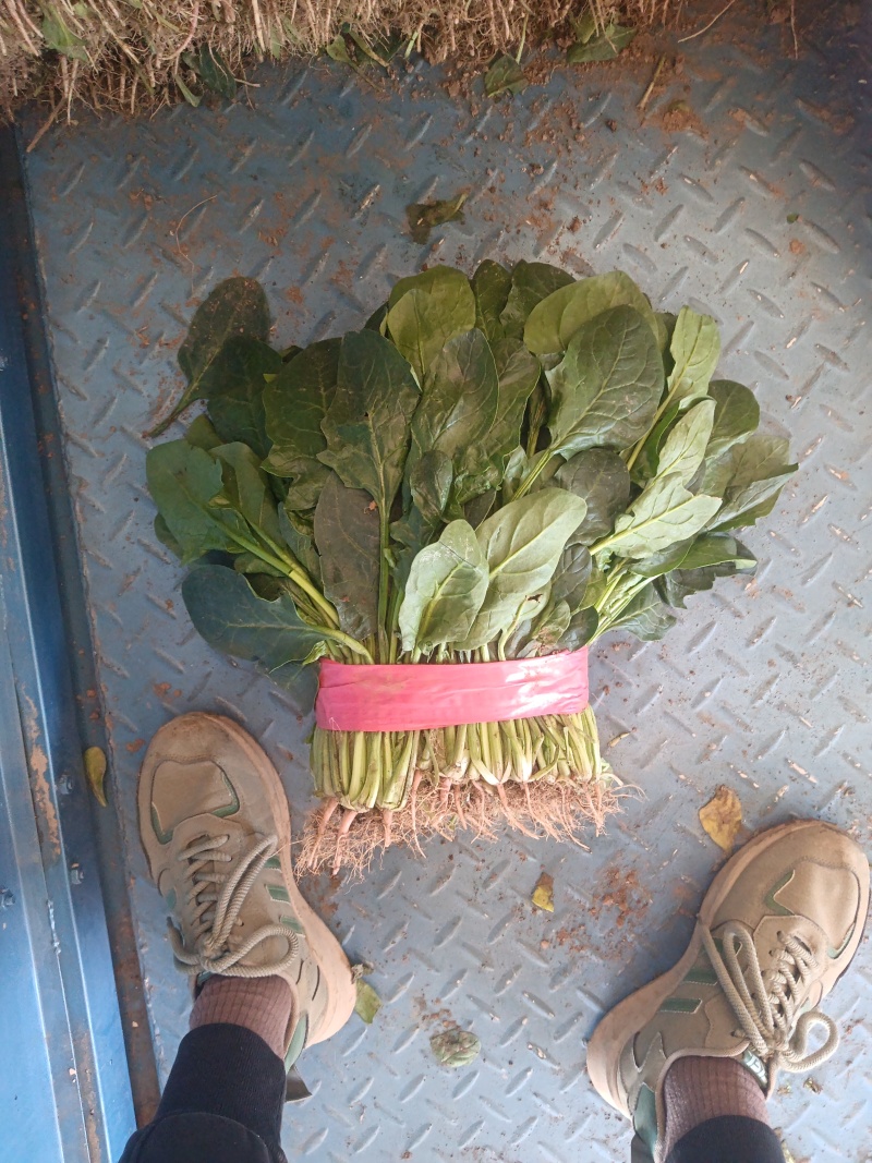 大小叶菠菜大量有货有想要的老板联系