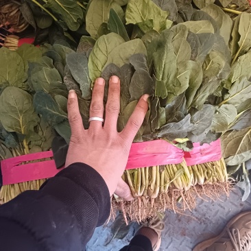 大小叶菠菜大量有货有想要的老板联系