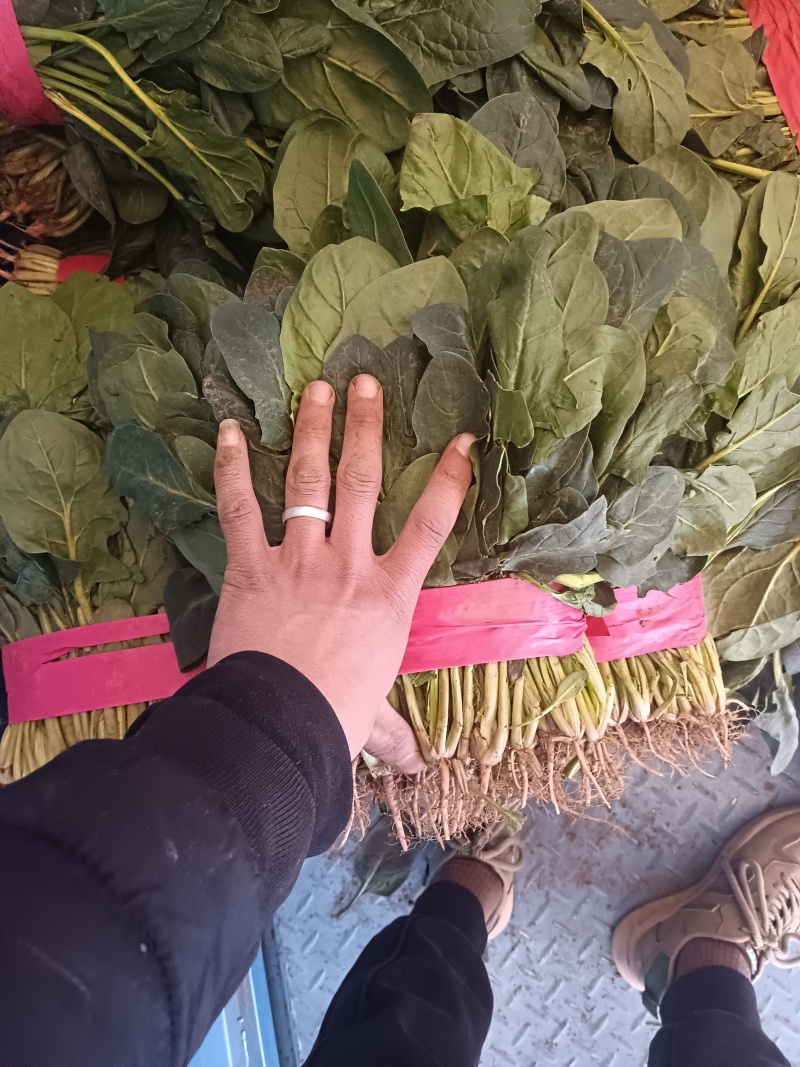 大小叶菠菜大量有货有想要的老板联系