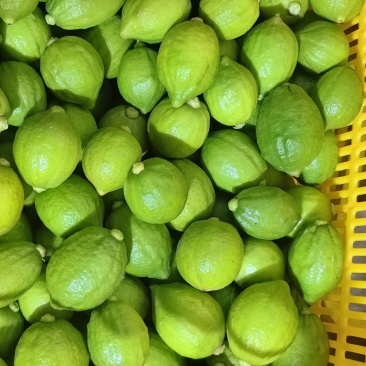 广东香水柠檬