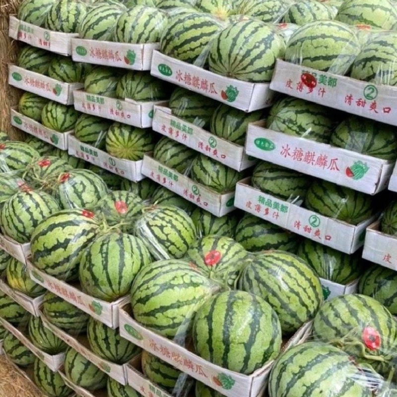 雷州美都西瓜雷州西瓜广东西瓜包熟包甜提供一条龙服务