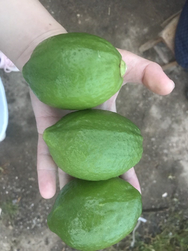 广东香水柠檬