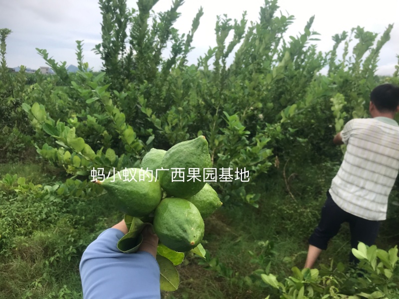 广东香水柠檬