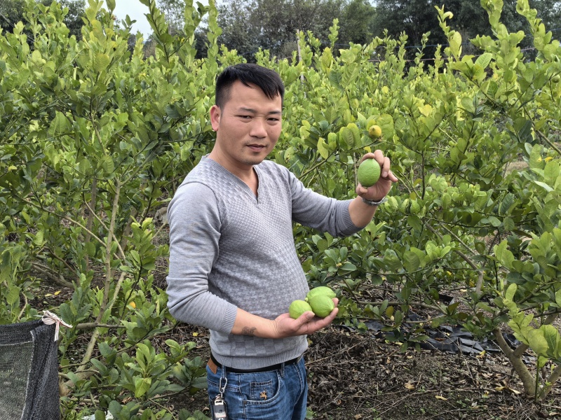 广东香水柠檬