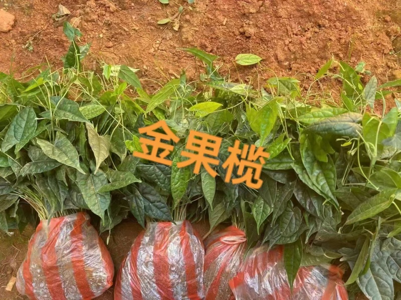 金果榄苗